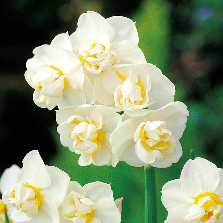 Narcissus 'Cheerfulness' image