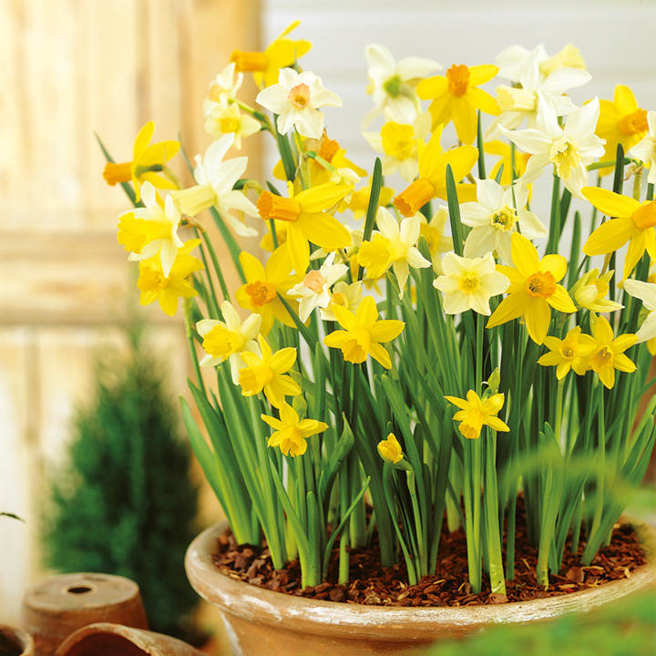 Daffodil Miniature Bulbs - Patio Mix image