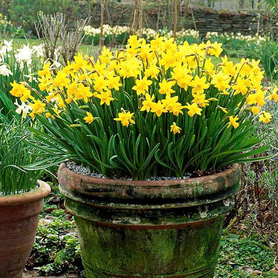 Narcissus 'Tete-a-Tete' image