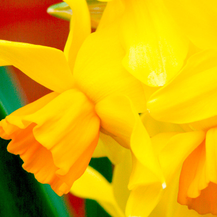 Narcissus 'Cornish Chuckles' image