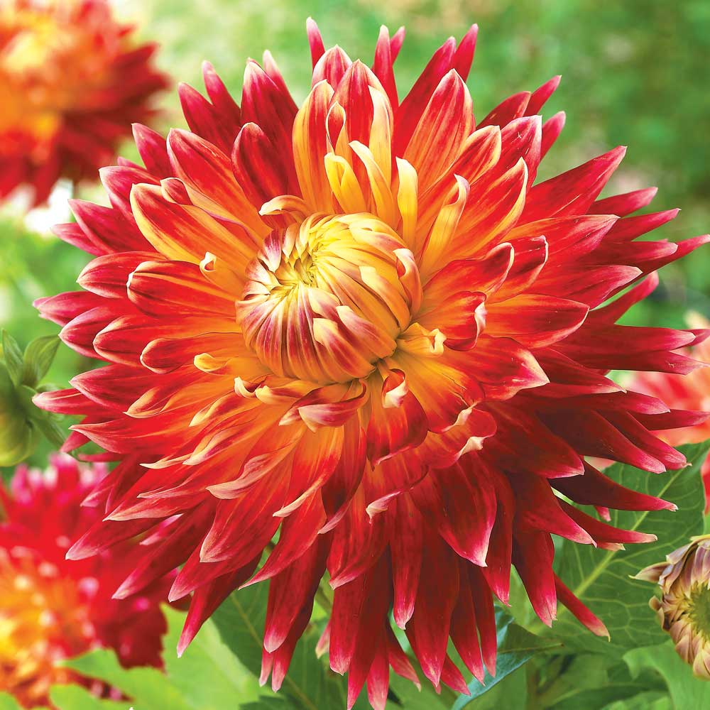 Dahlia 'Akita' image