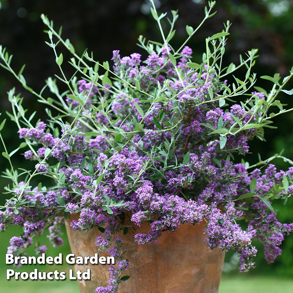 Buddleja x alternifolia 'Unique' image