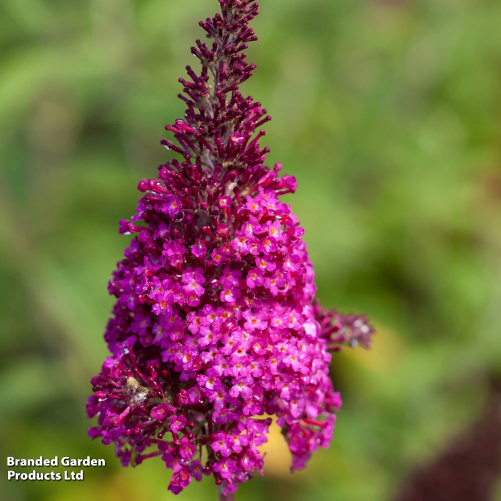 FANTASTICS buddix フーデイ Buddleja davidii 'Funky Fuchsia First Editions®' | Dobies