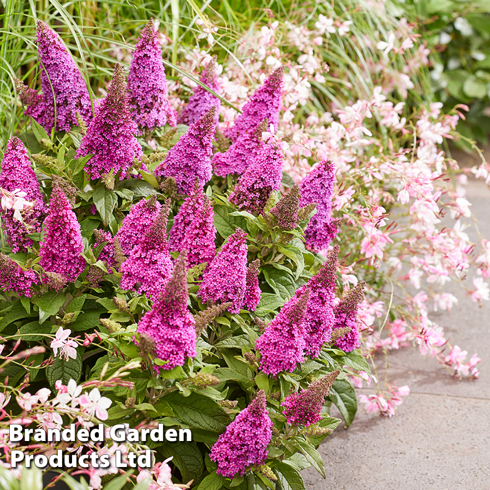 Buddleja 'Butterfly Candy Little Cerise' image