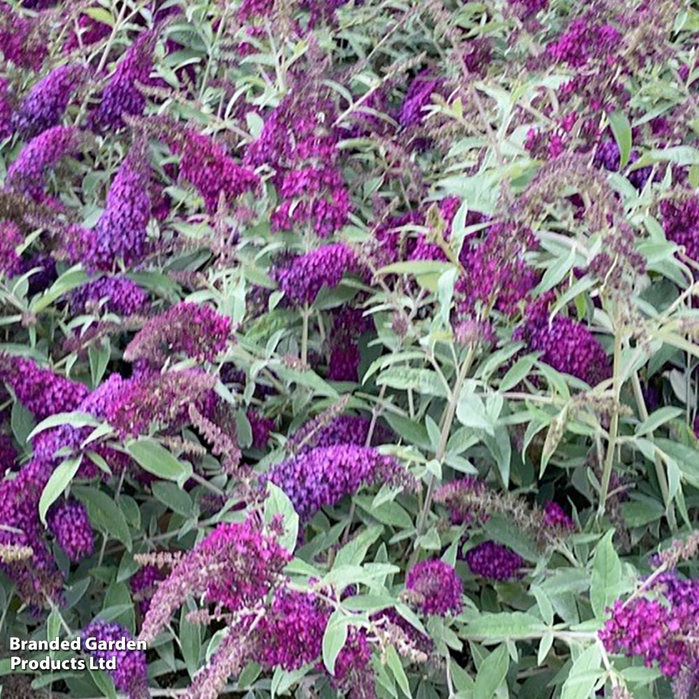 Buddleja davidii 'Magenta Munchkin' image