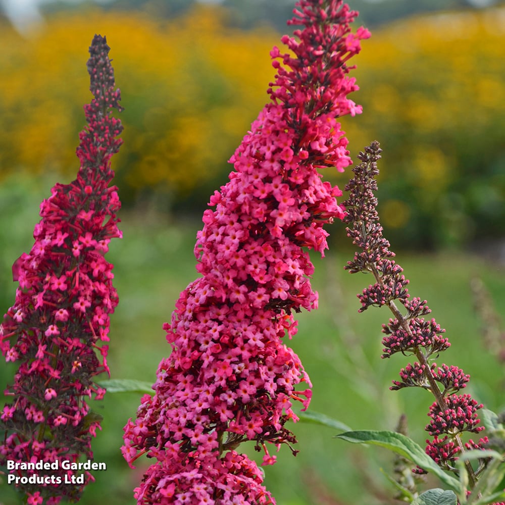 Buddleja davidii 'Monarch Prince Charming' image