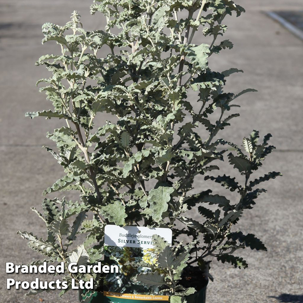 Buddleja glomerata 'Silver Service' image