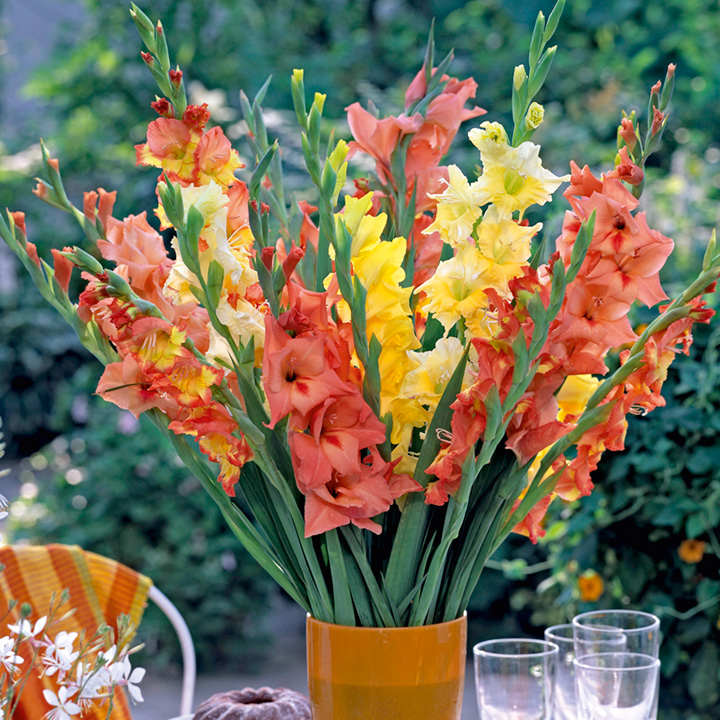 Gladiolus 'Tutti Frutti Mix' image