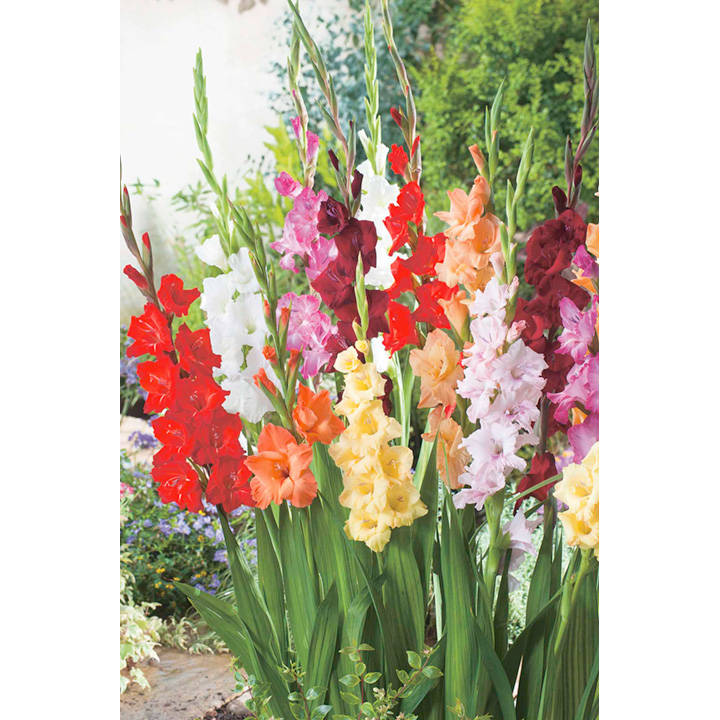 Gladiolus 'Summer Selection' image