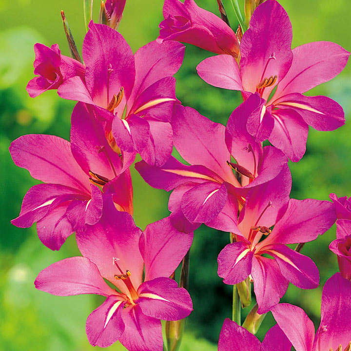 Gladiolus communis subsp. byzantinus image