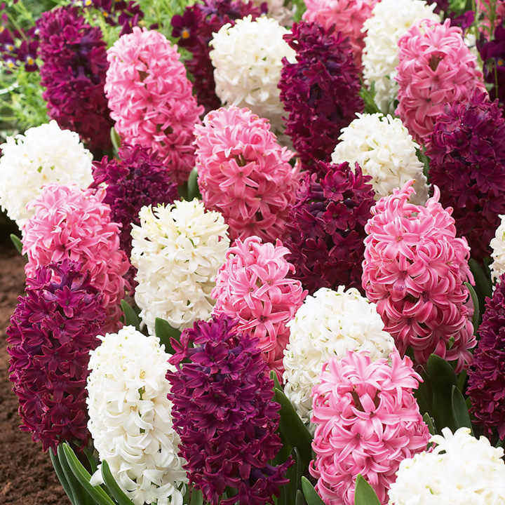 Hyacinth 'Pretty in Pink' Mix image