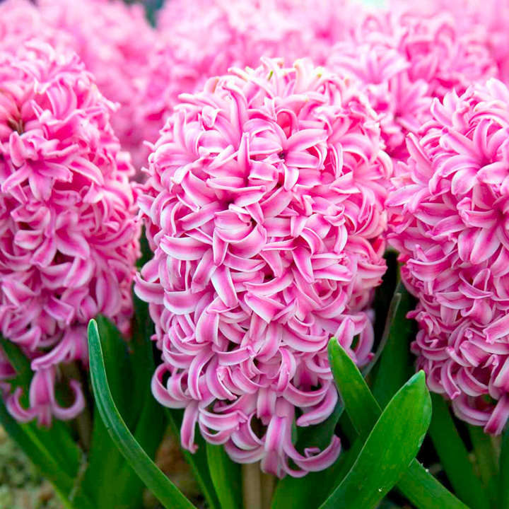 Hyacinth 'Pink Pearl' image
