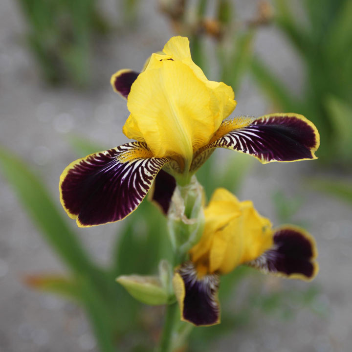 Iris 'Bumblebee Deelite' image