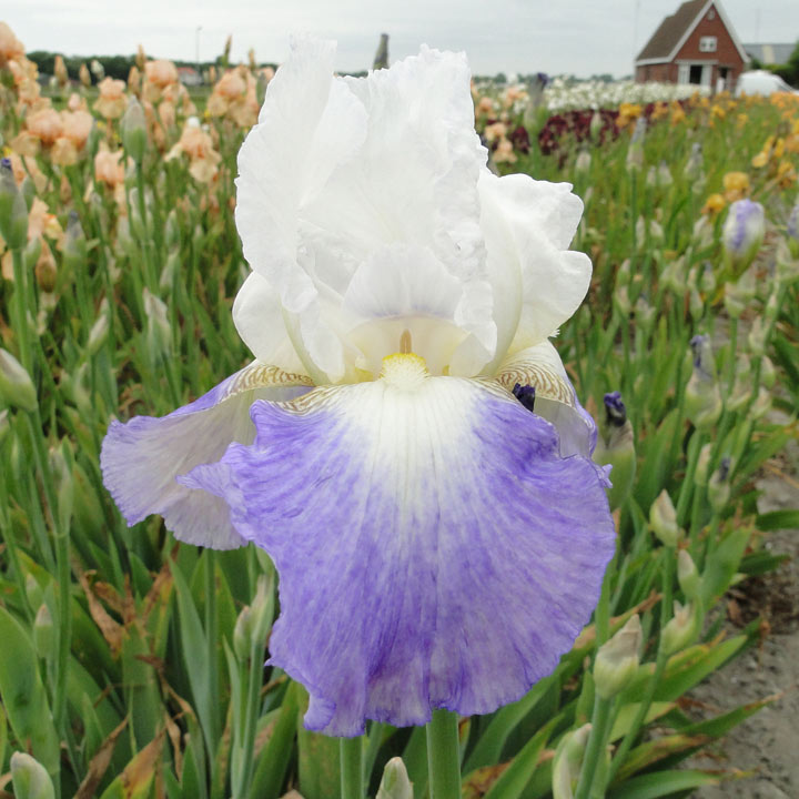 Iris 'Mission Ridge' (Re-Blooming) image