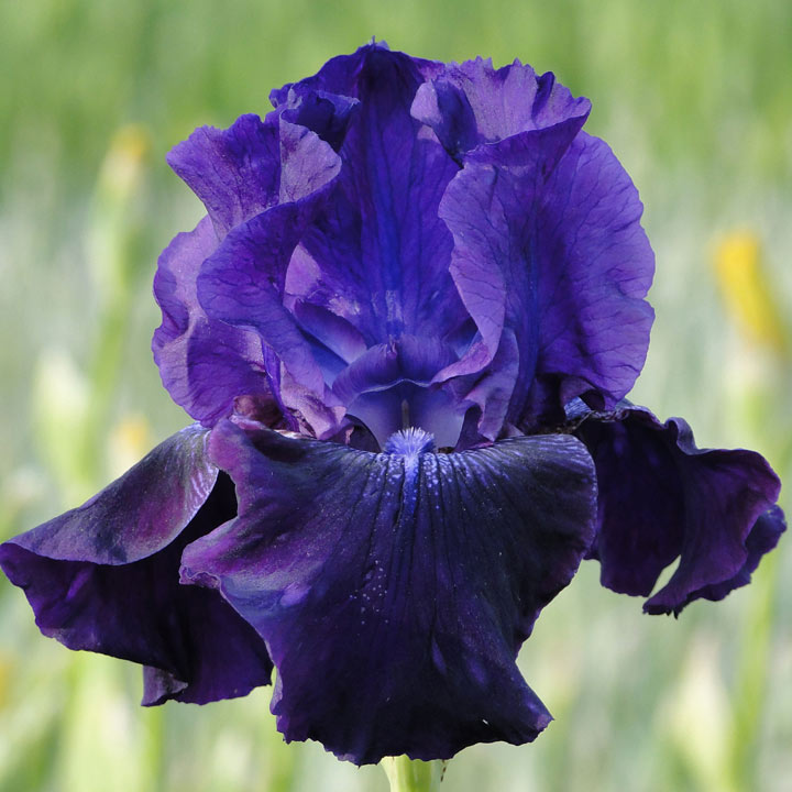 Iris 'Rosalie Figge' (Re-Blooming) image