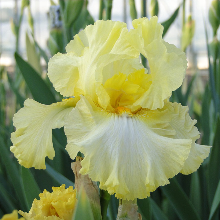 Iris 'Summer Olympics' (Re-Blooming) image