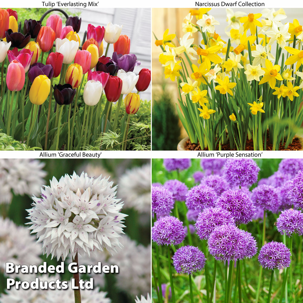 Spring Bulb Bundle Dobies