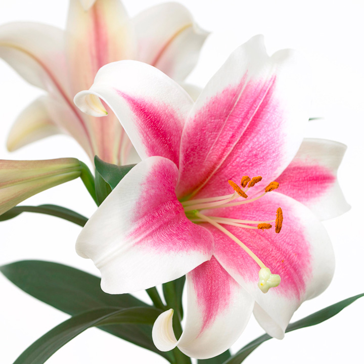 Trumpet Tree Lily image