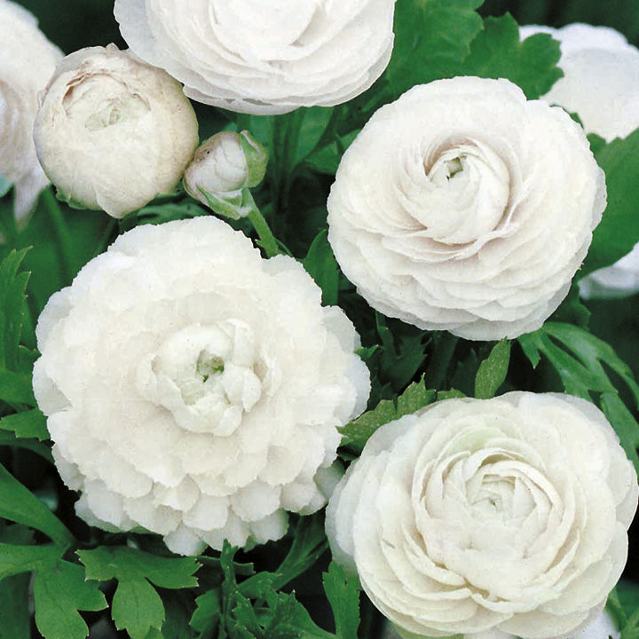 Ranunculus 'White' image