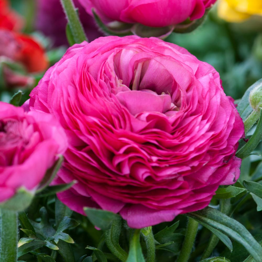 Ranunculus 'Pink' image