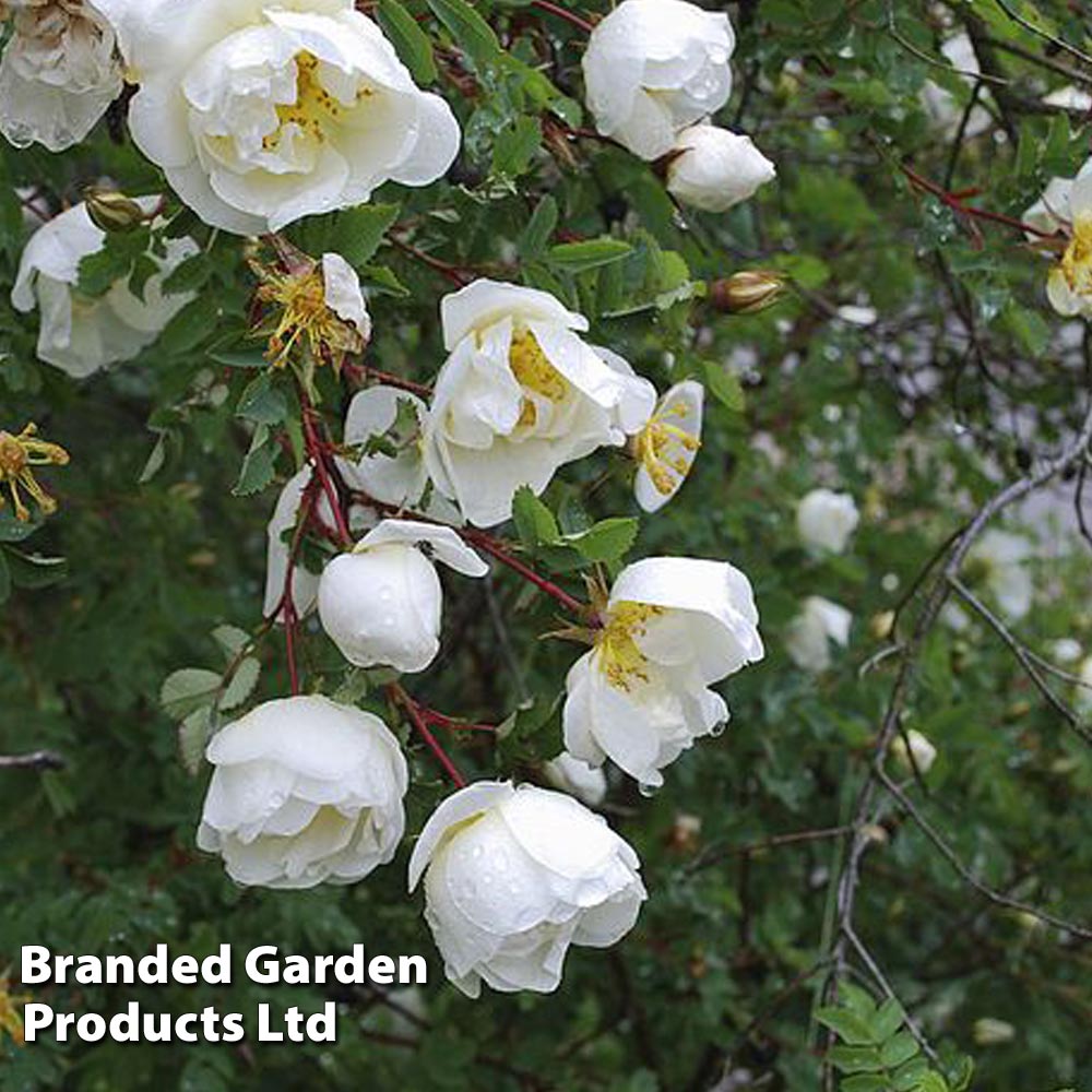 Burnet rose (Hedging) image