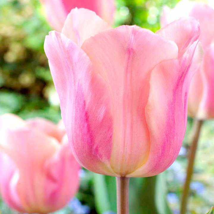 Tulip 'Apricot Beauty' image
