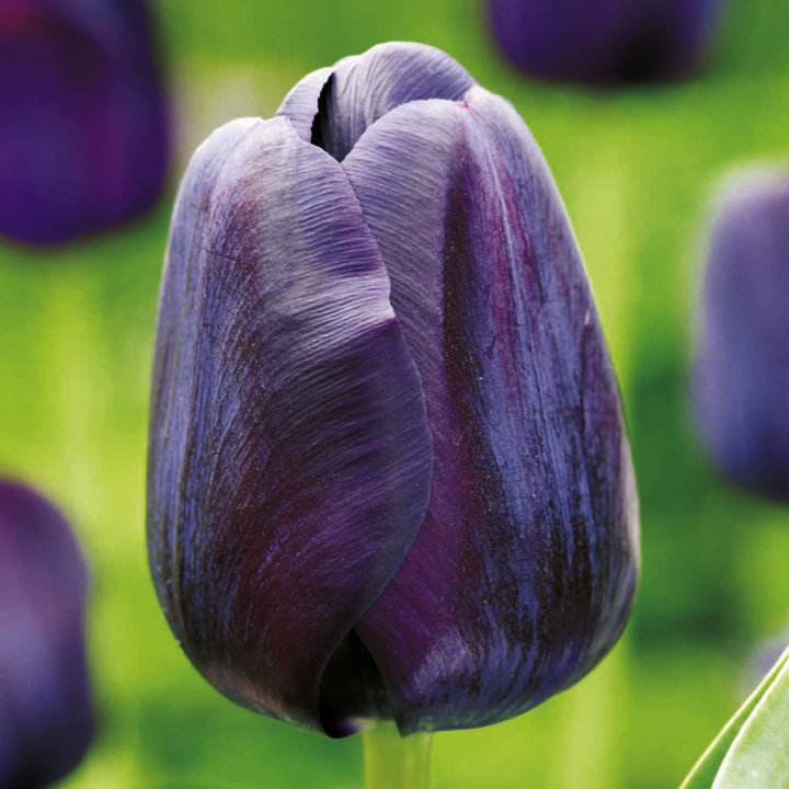 Tulip 'Paul Scherer' image