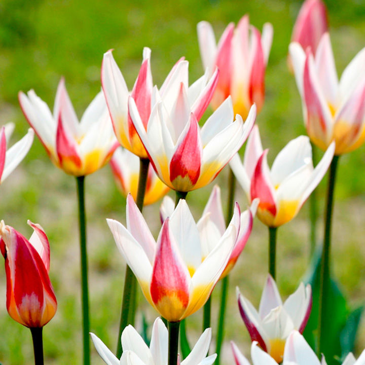 Tulip 'Ice Stick' (Kaufmanniana Group) image