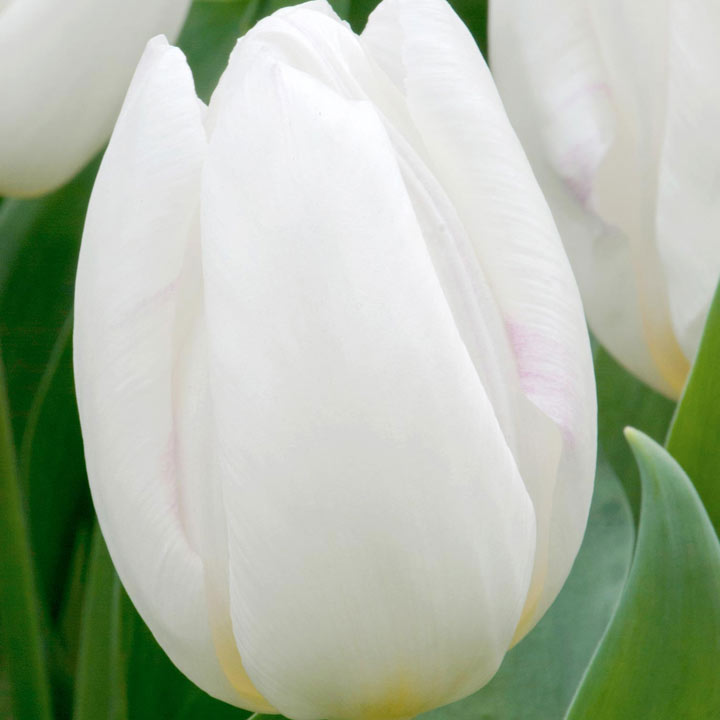 Tulip 'White Prince' image