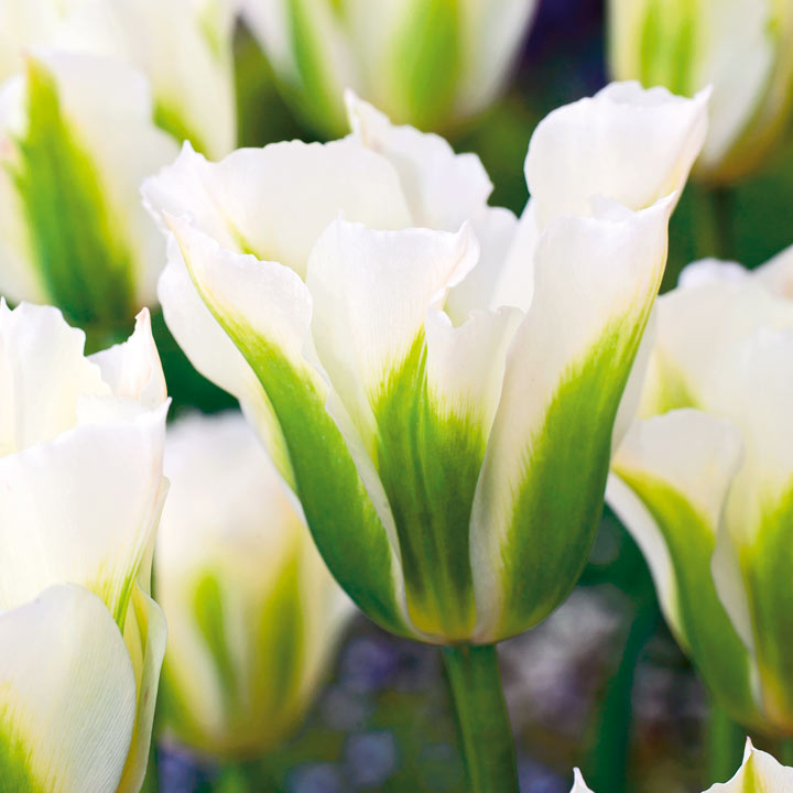 Tulip 'Spring Green' image