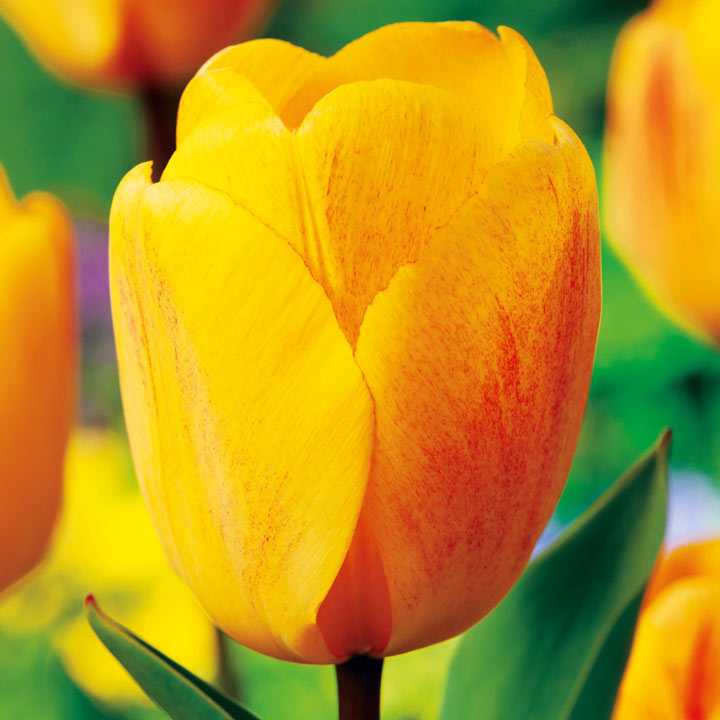 Tulip 'Golden Apeldoorn' image