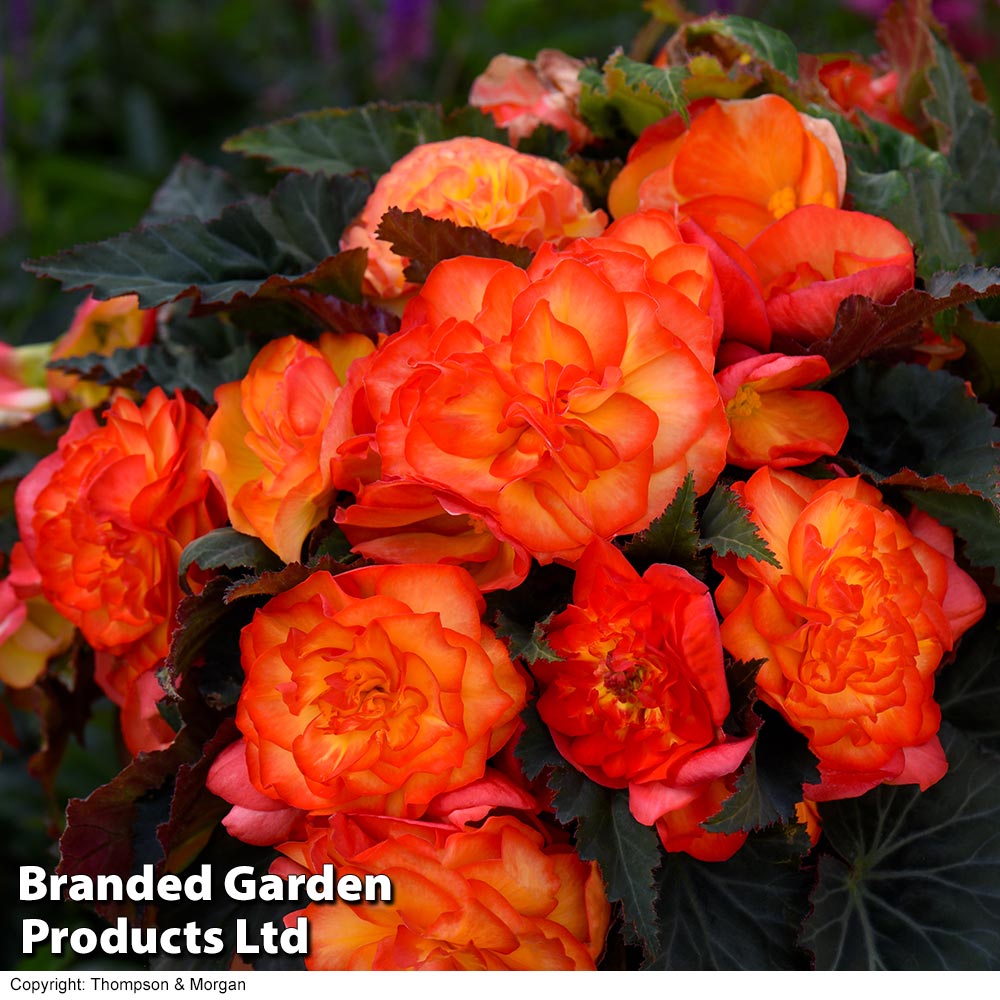 Begonia 'Nonstop Fire' image