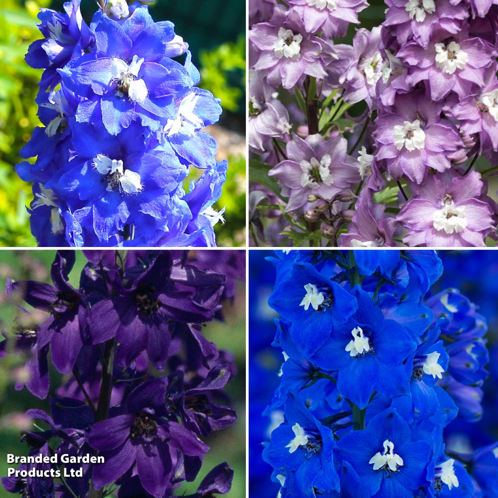 Delphinium Pacific Giants Birds & Bees Collection image