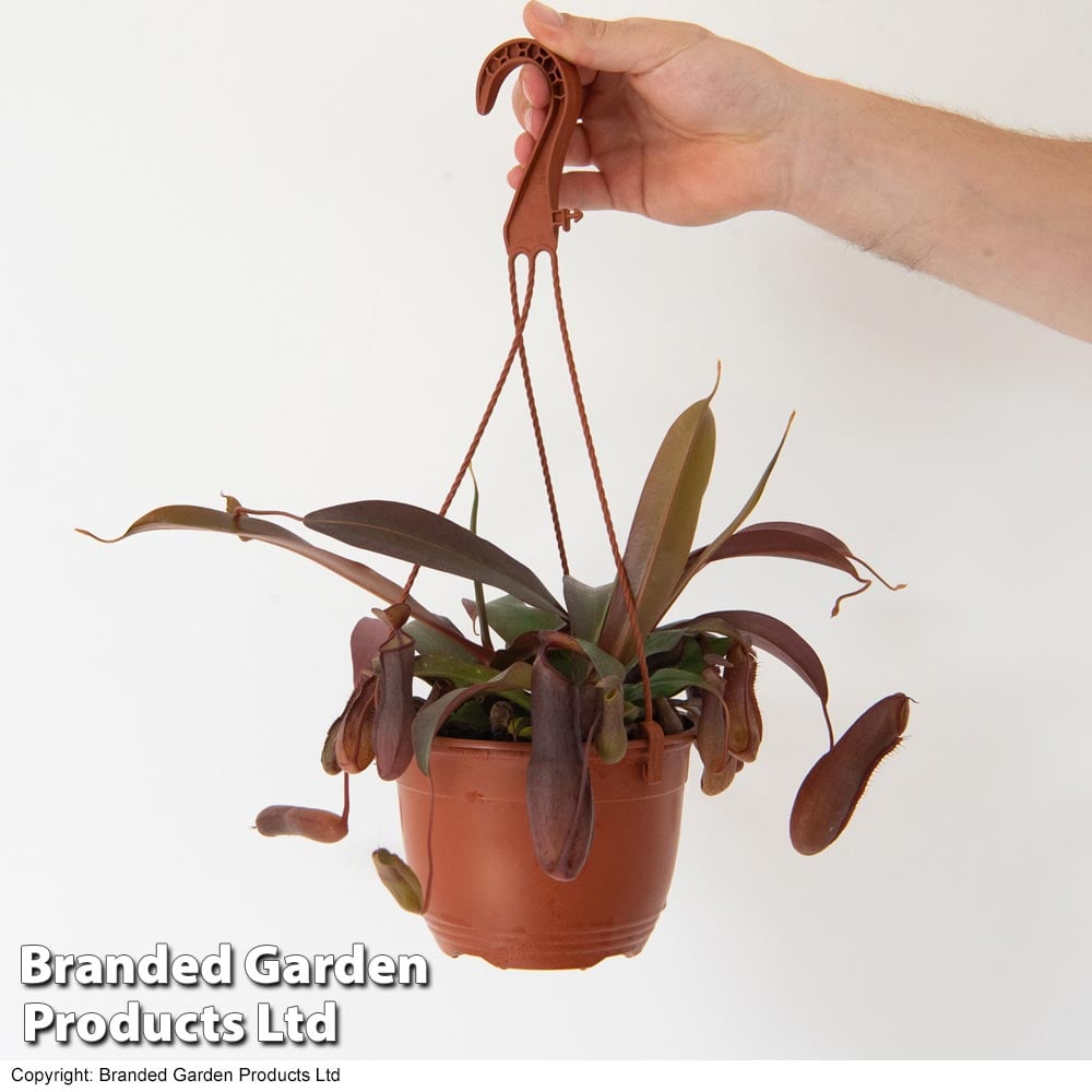 Nepenthes alata Mix Hanging Basket image