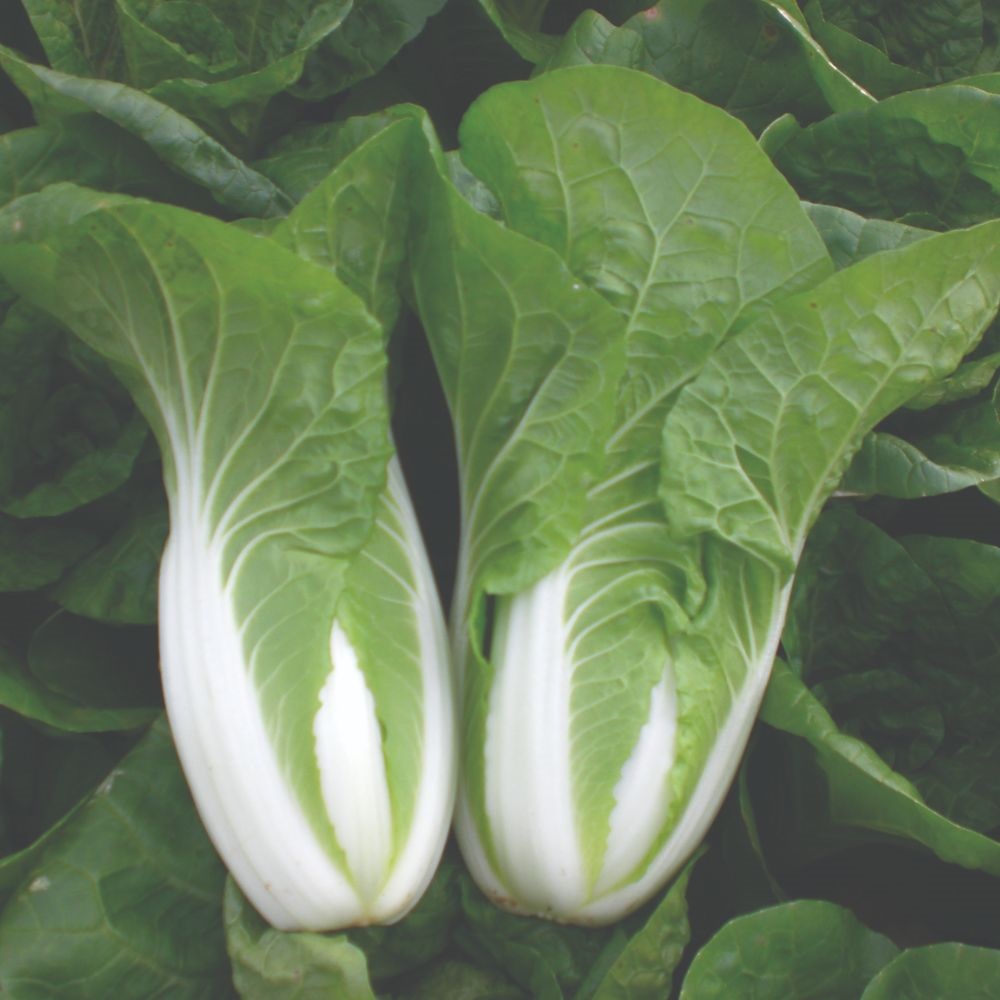 Chinese Cabbage 'Atsuko' - Organic Seeds image