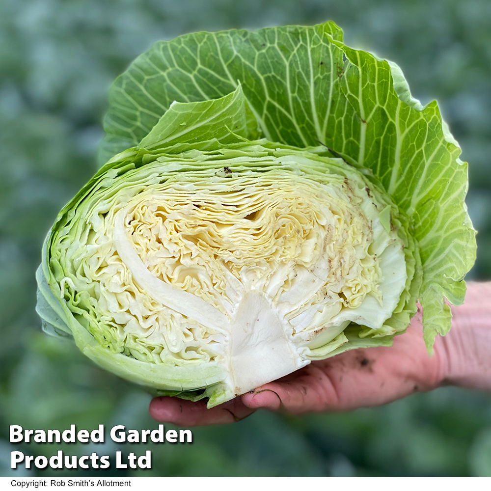 Cabbage 'Green Rich' F1 (Summer/Autumn) - Seeds image