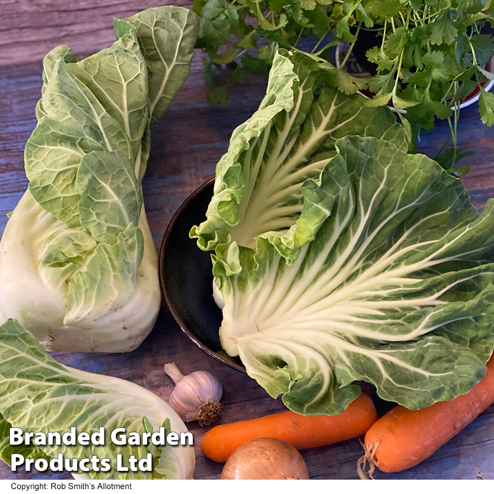 Cabbage 'Luzia' F1 (Summer) - Seeds image