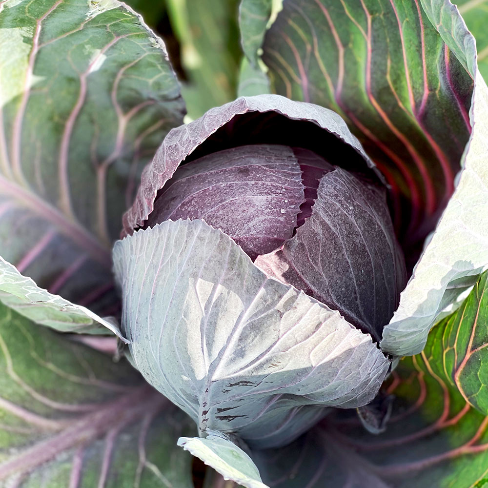 Cabbage (Red) Seeds - Romanov F1 image