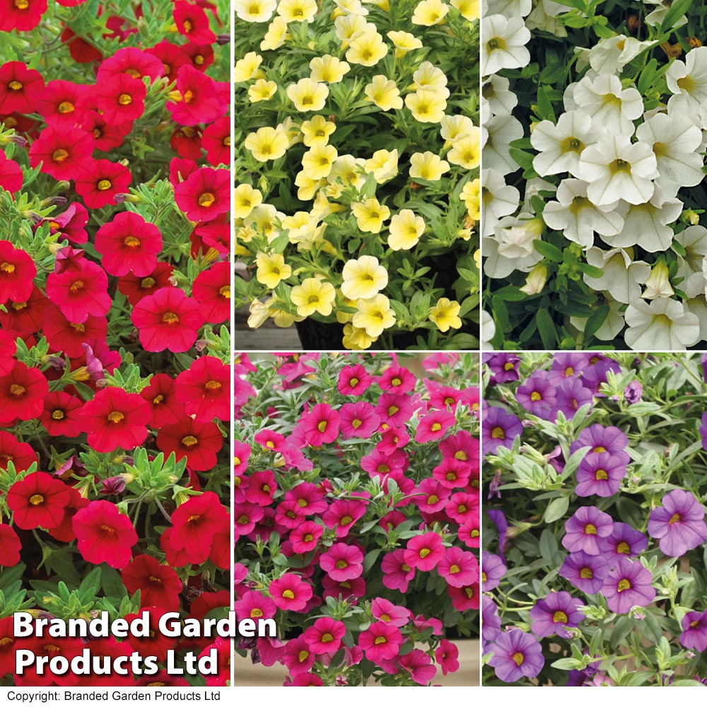 Calibrachoa 'Million Bells Mix' image