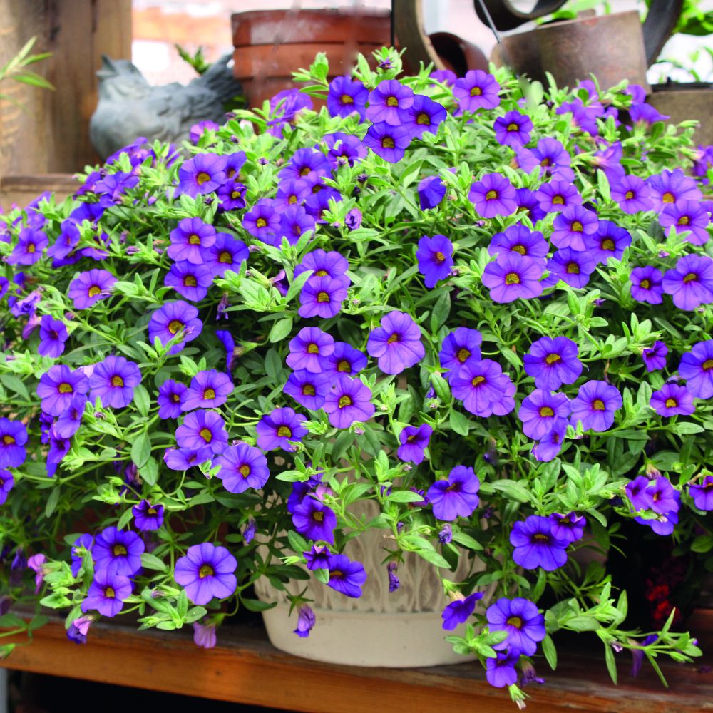 Calibrachoa 'Million Bells Blue' image