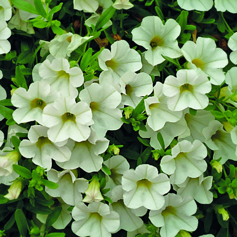 Calibrachoa 'Million Bells Ice' image