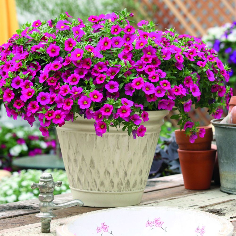 Calibrachoa 'Million Bells Fuchsia' image