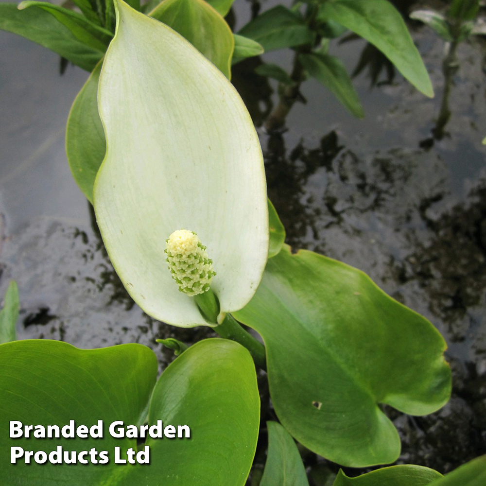 Calla palustris (Marginal Aquatic) at Dobies