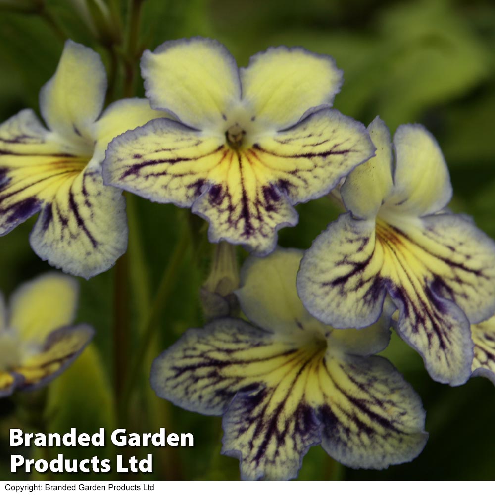 Streptocarpus 'Seren' image