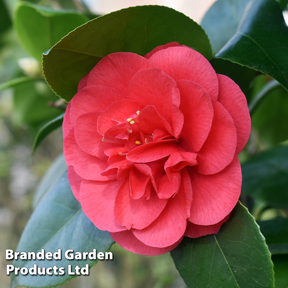 Red blooms cheap