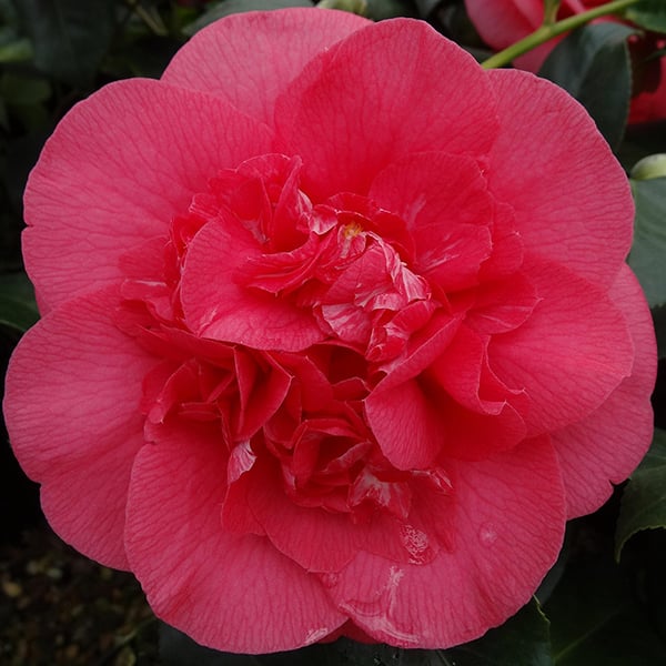 Camellia japonica 'R.L. Wheeler' image
