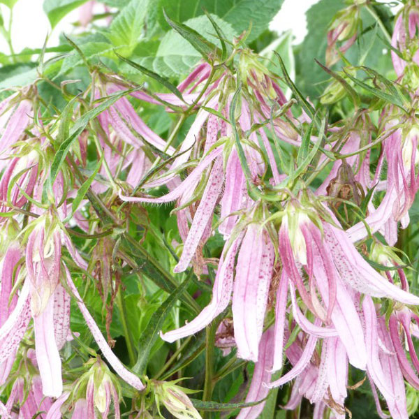 Campanula Pink Octopus image