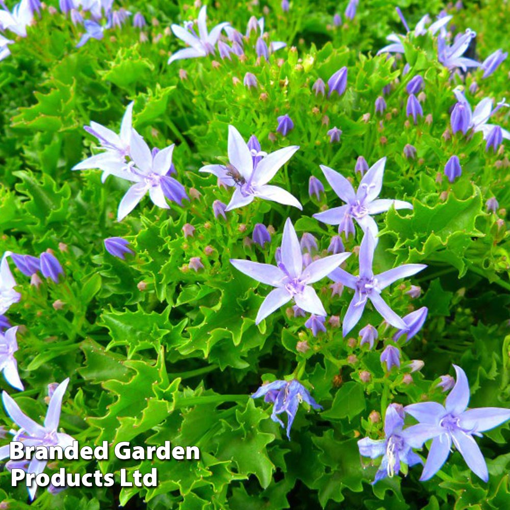 Campanula garganica image