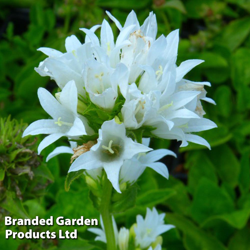 Campanula glomerata Alba image