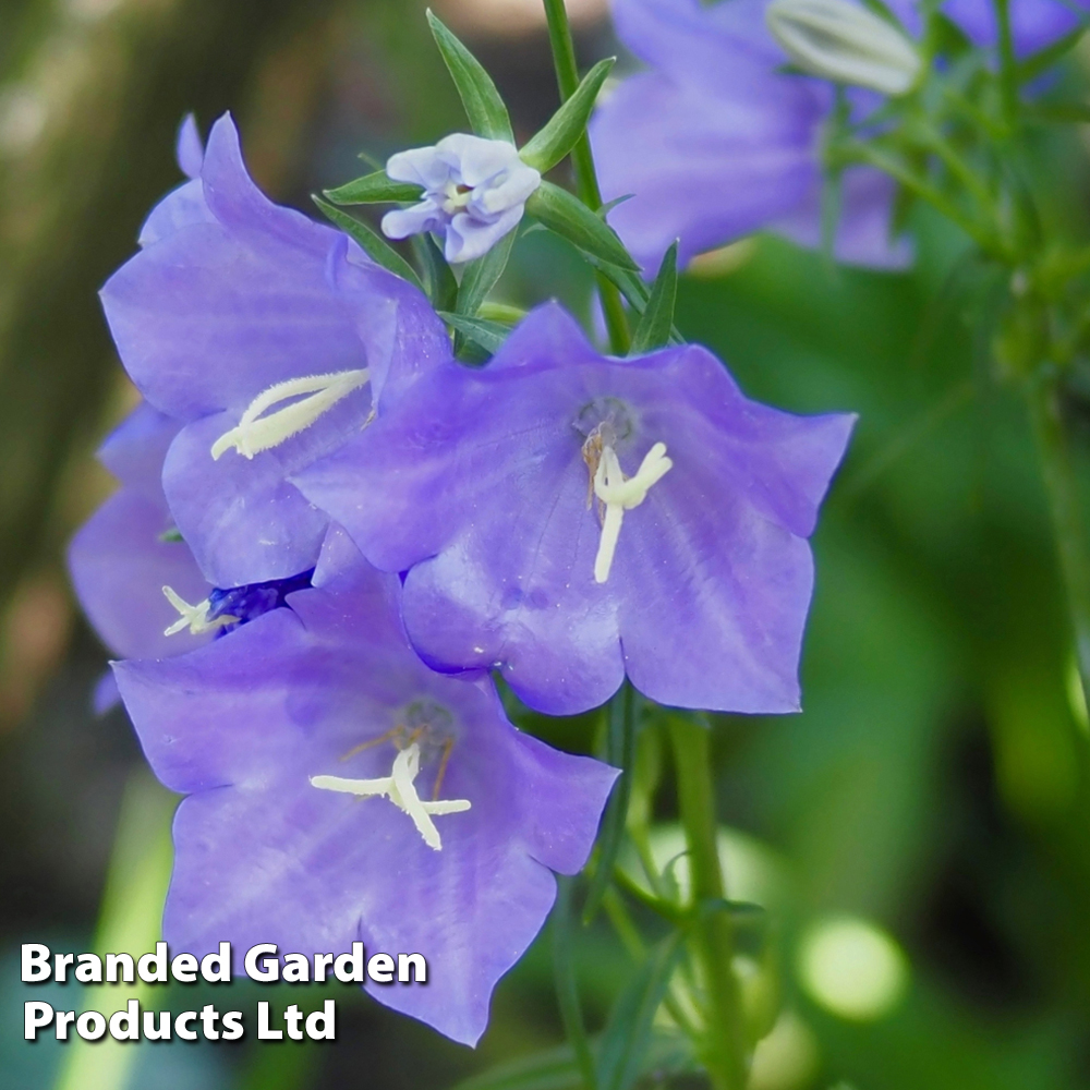 Campanula persicifolia at Dobies